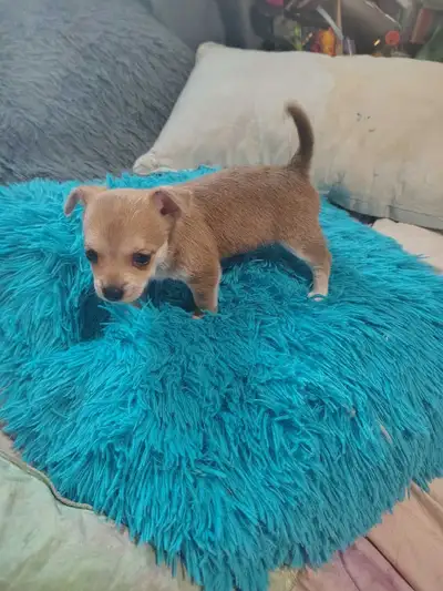 ✨ Tiny Teacup Chihuahua Puppies , View more