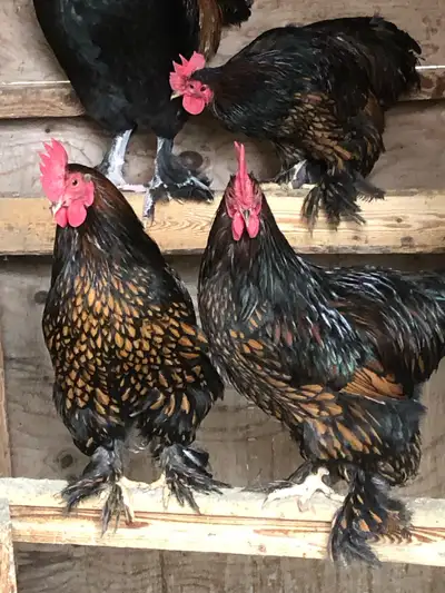 Young Golden Laced Cochin Bantam Roosters, View more