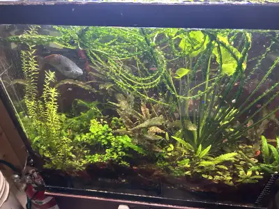 Everything must go. Closing my planted tanks. Plz let me know what you want and will give you a good...