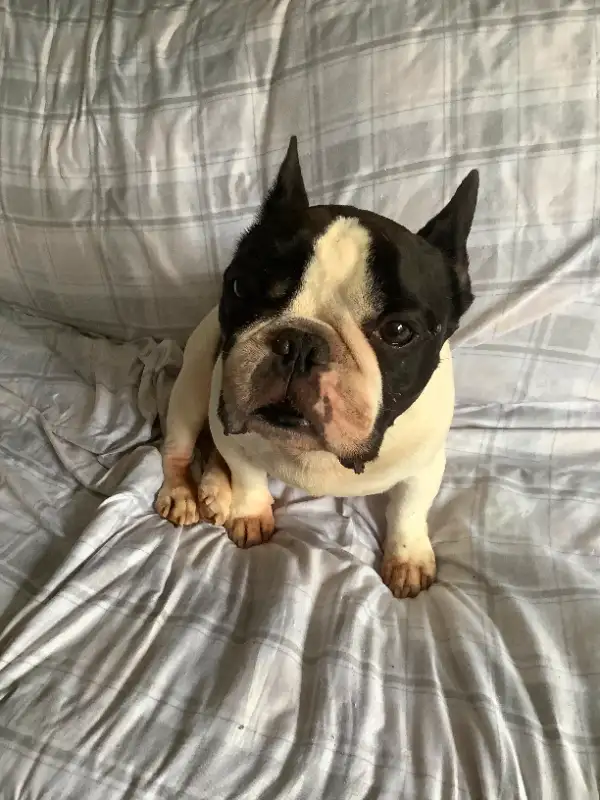 SMALL/MED PET DOG SITTER $35 day/night in Animal & Pet Services in Saint John - Image 4