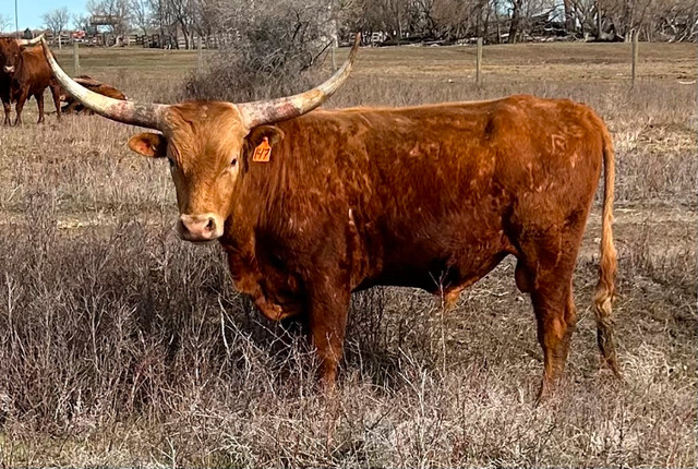 Registered Red Texas Longhorn Bulls For Sale in Livestock in Medicine Hat - Image 2