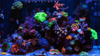 Wanted: To Purchase Corals, Fish, Inverts etc