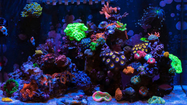 Wanted: To Purchase Corals, Fish, Inverts etc in Fish for Rehoming in Thunder Bay