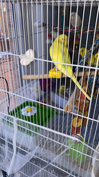 Looking sun conure and I can exchange my 5 buggies and 5 canar 