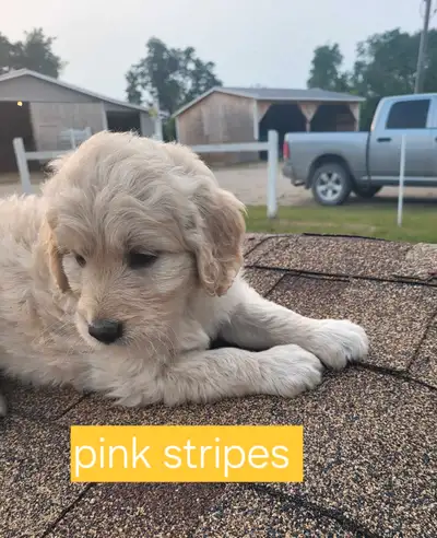 We have a beautiful litter of fluffy goldendoodles ready to find their new families. We only have fe...