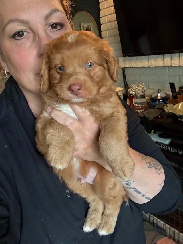Mini sheepadoodles and mini aussiedoodles. in Dogs & Puppies for Rehoming in Edmonton - Image 6