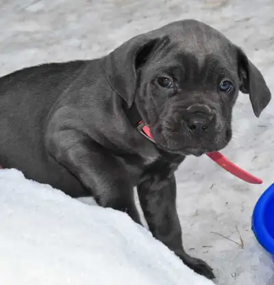 Females available ICCF Registered. Import lines from Bulgaria, Serbia, Macedonia and Brazil with lot...