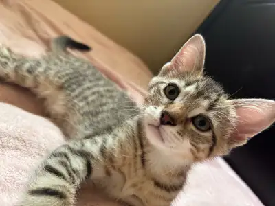 Kitten For Rehoming , View more