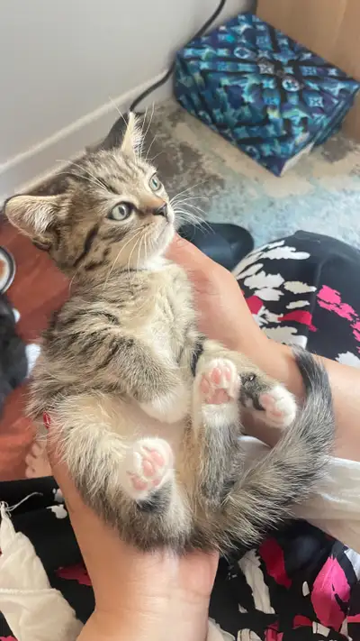 chaton a vendre, Voir plus