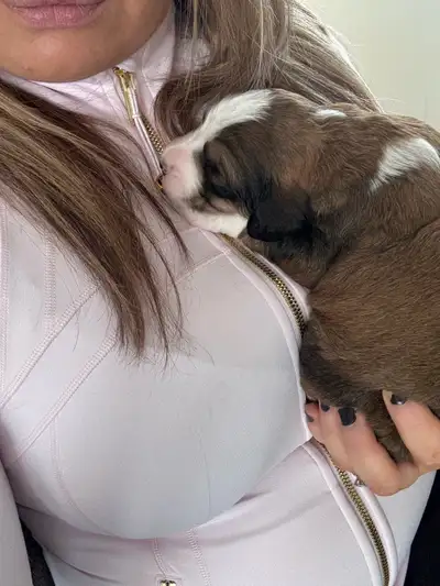 Bernedoodles F1B**only 3 pups to reserve**, View more