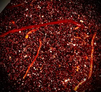 Try worm composting! Only 10 dollars to get started. 50 worms for 10 dollars. May not seem like many...