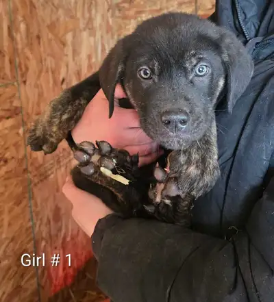 German shepherd cross puppies, View more