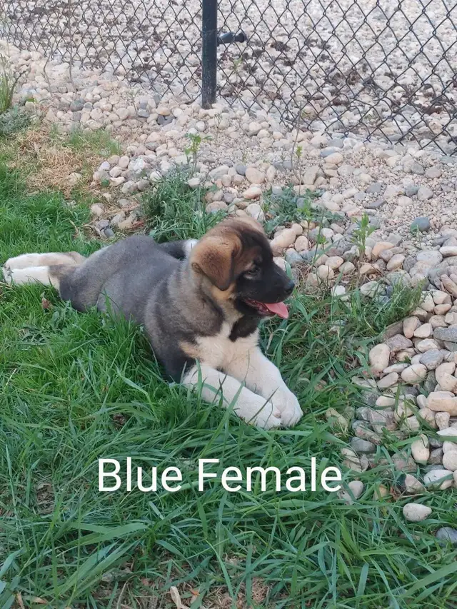 Ready To Go!! Akita Pups in Dogs & Puppies for Rehoming in Winnipeg - Image 4