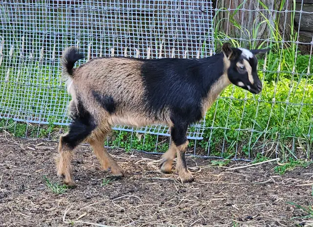 1 Registered ND Doeling left! in Livestock in Vernon - Image 4