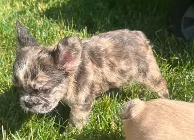 French Bulldog puppies 2 year Health Guarantee, View more