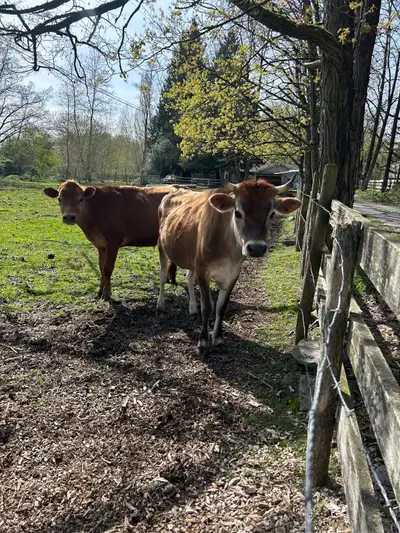 $7000 for both steers together A 2-year old jersey and a 22 month old jersey limousin cross. Would b...