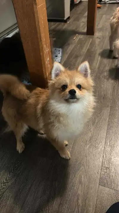 chiot pomeranien TOUT INCLUS !! prêt à quitter, View more