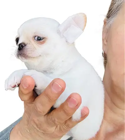 Chihuahua  puppies, View more