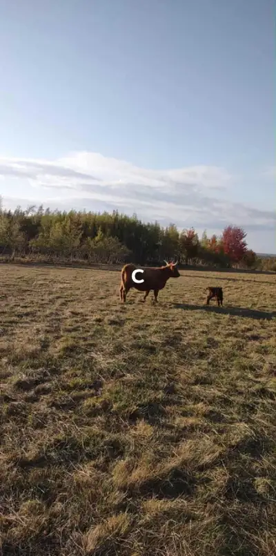 highland cow , View more