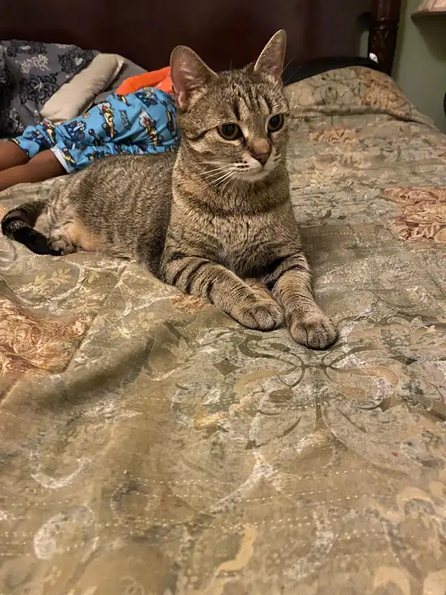 Cat for Adoption in Cats & Kittens for Rehoming in West Island - Image 2