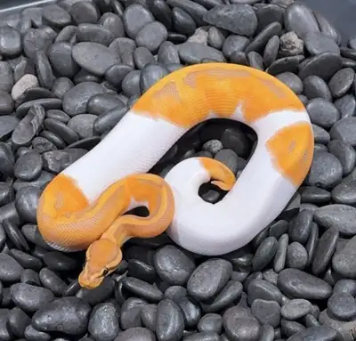 ball Python availability Males +Females, Babies - Breeders! , View more