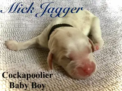 3 Cockapoolier Puppies, View more