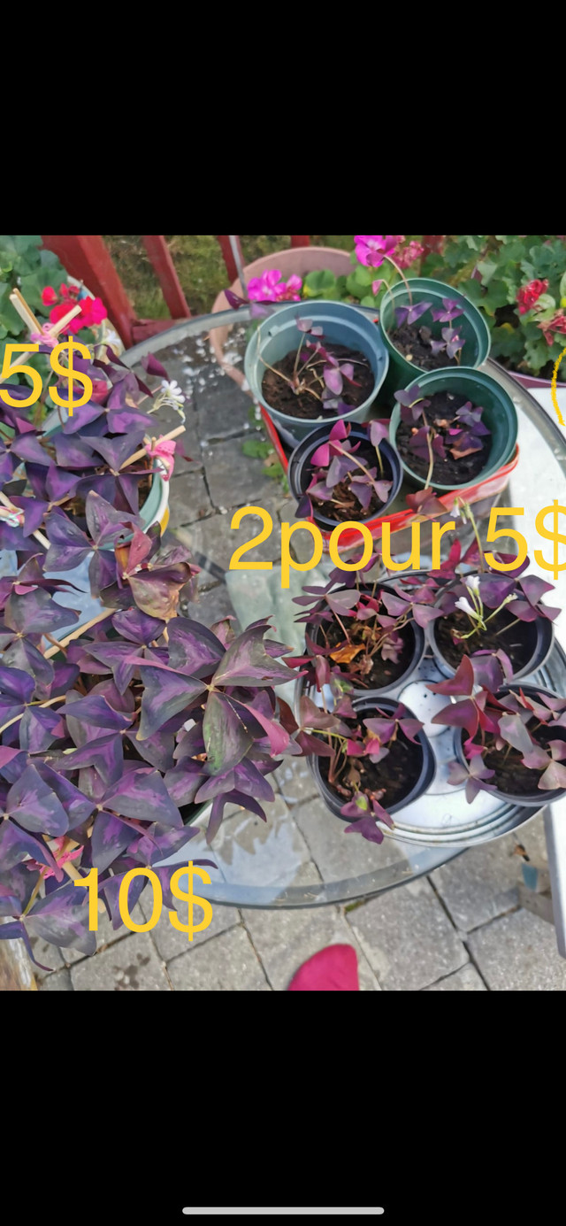 Butterfly plant Oxalis Triangularis Purple Shamrock in Plants, Fertilizer & Soil in Longueuil / South Shore - Image 2