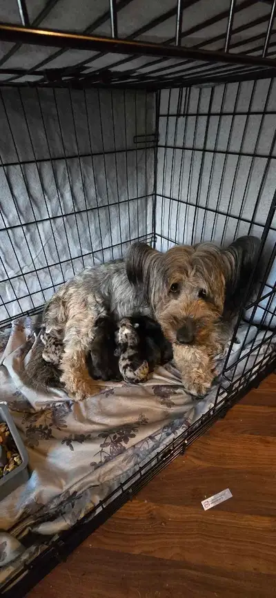 These adorable puppies will be available June 22ed 2025 ( at 8 weeks old) ! Born and raised in a lov...
