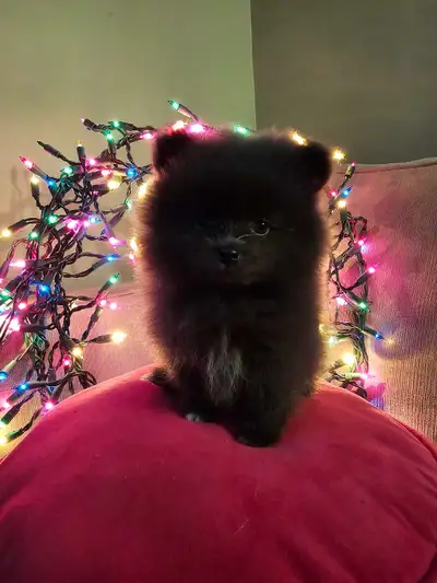 POMERANIAN PUPPIES – READY BEFORE CHRISTMAS! If you’re looking for a loving, fluffy companion for th...