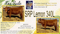Pending Pickup - Simmental Replacement Heifer for Sale
