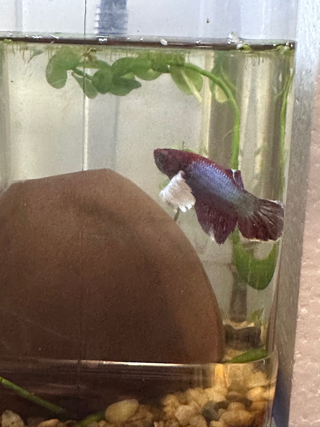 Various male and female betta  in Fish for Rehoming in Oshawa / Durham Region - Image 2