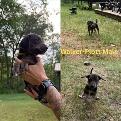 Walker/Plott Hound Puppies, View more