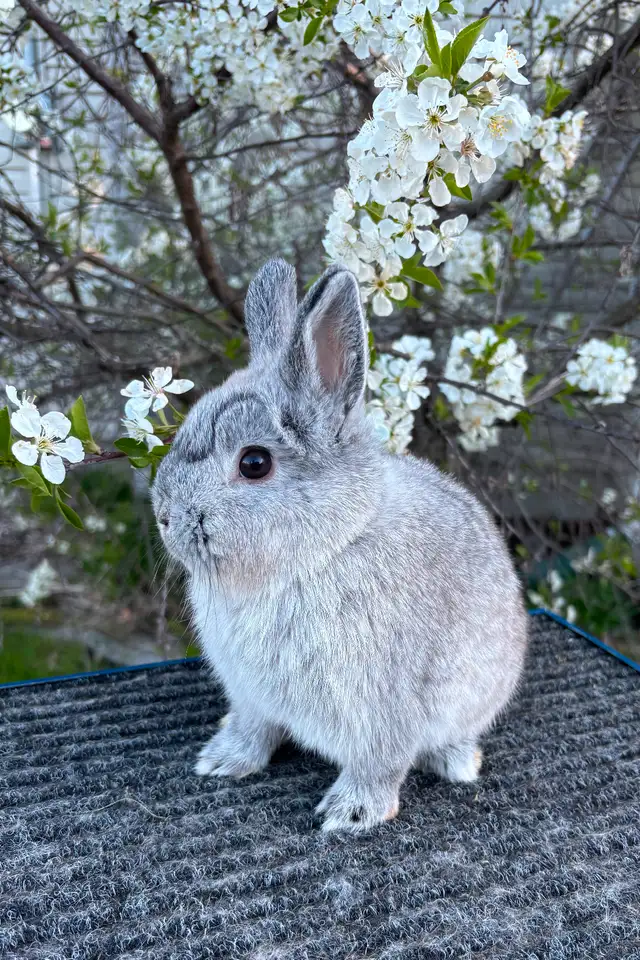 Very cute Netherland Dwarfs rabbits ready to hop in Small Animals for Rehoming in Mississauga / Peel Region - Image 10
