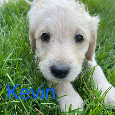 Labradoodle Puppies, View more