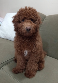 Beautiful red miniature female poodle puppy