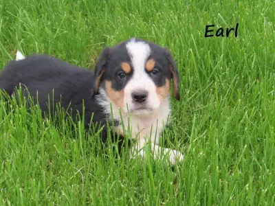 Adorable Bernese Mountain Dog Puppies – Ready for Loving Homes! ❤️ A beautiful, healthy litter of Be...