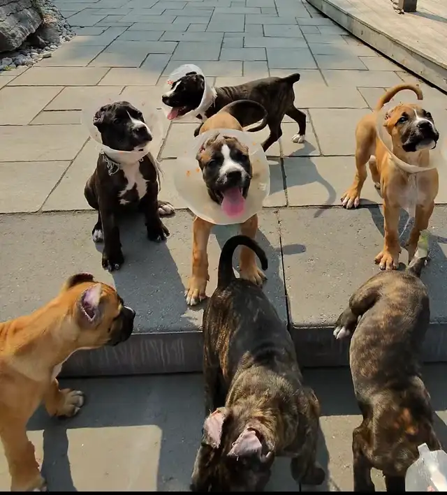 Argentino X Corso  Puppies are now  8 Weeks old ! in Dogs & Puppies for Rehoming in Barrie - Image 7