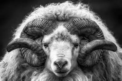 Icelandic sheep horns , View more