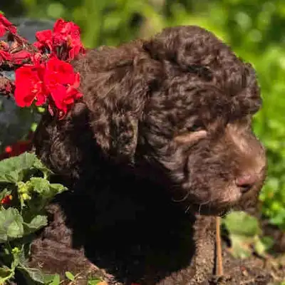 Whoodle Puppies, View more