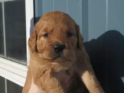 Golden Retriever Puppies, View more