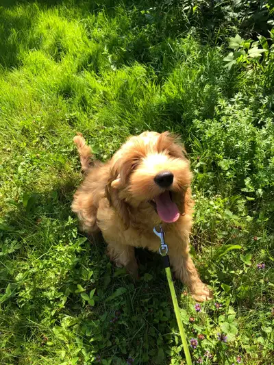 Cute cockapoo puppy, View more