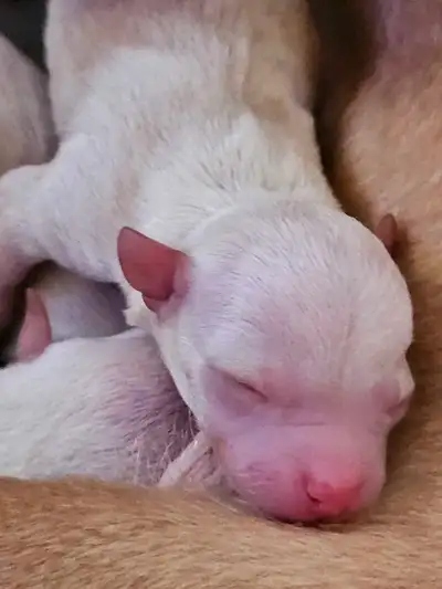 CHORKIES BORN JUNE 11th!!!!, View more