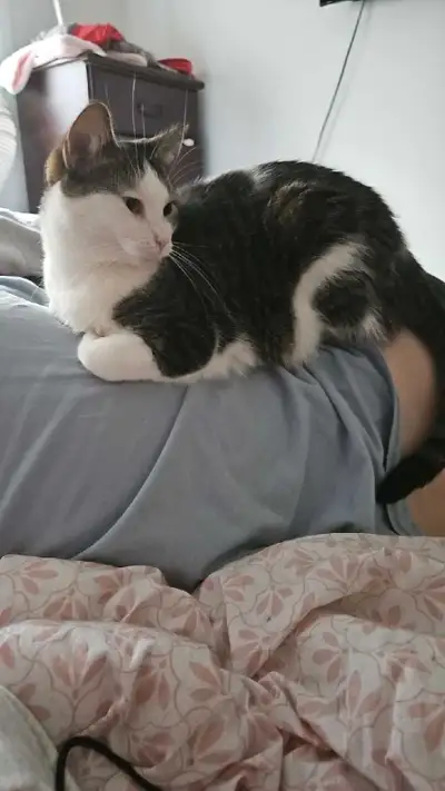 Née le 8 mars 2021 – stérilisée. C’est une chatte un peu gênée au début, mais une fois en confiance,...