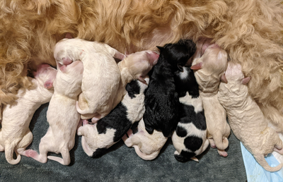 F1B English Goldendoodles, View more