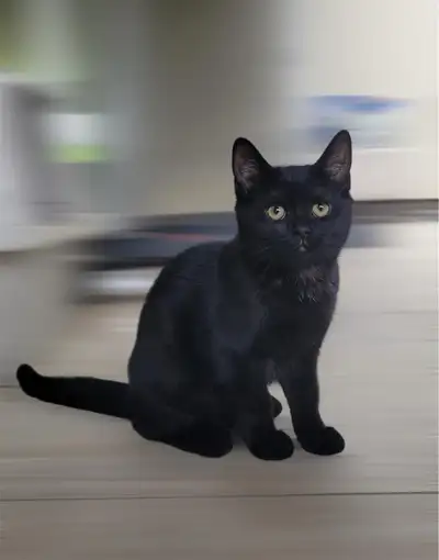 Beautiful calm breed!!! Are you familiar with the pure British shorthair breed? You are welcome to m...