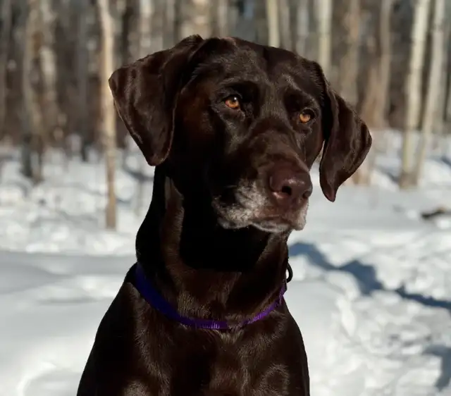 CKC Registered Chocolate Labrador Retriever Puppies in Dogs & Puppies for Rehoming in Strathcona County - Image 2