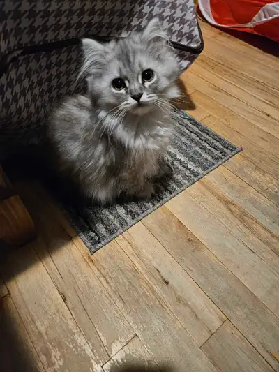 Magnifique chatons, un mâle chinchilla et une femelle tabby. Tout deux vacciné et vermifugé avec car...