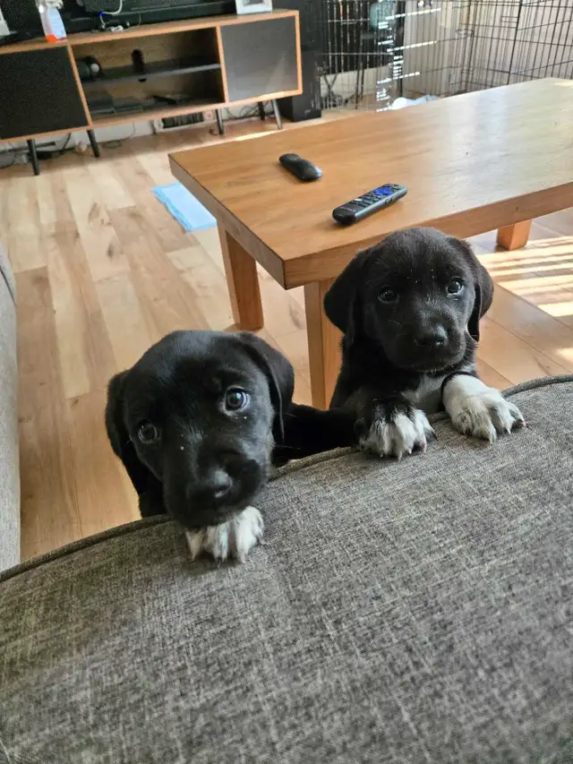Chiots Labrador X Foxhound Américain in Dogs & Puppies for Rehoming in West Island - Image 3