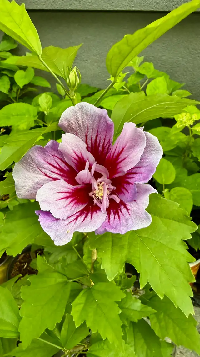 Rose of Sharon Purple Pillar Althea