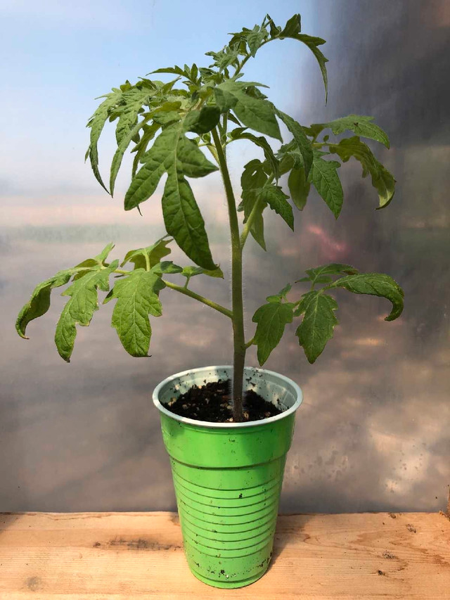 Tomato Plants for sale in Plants, Fertilizer & Soil in Windsor Region - Image 3